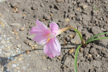 Little pink blossom