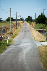 Route de campagne pleine d'hirondelles