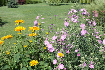 Yellow and pink flowers