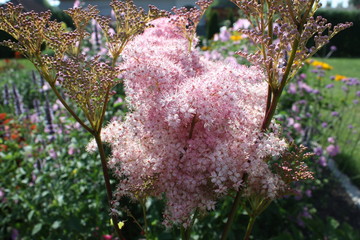 Pink blossoms