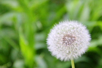 Dandelion closeup with narrow depth of field. Natural Concept.