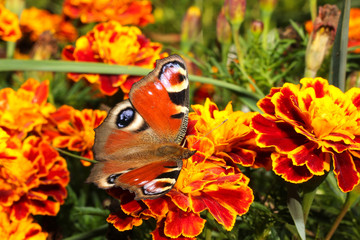 Fototapeta premium Butterfly on yellow flower 