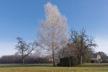 Birkenbaum im Dezember Frost Reif