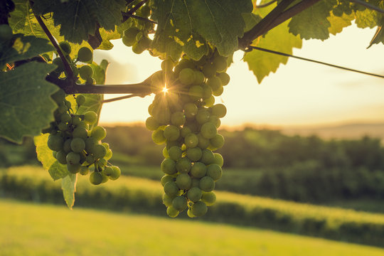 Sunbeams shines through grapes