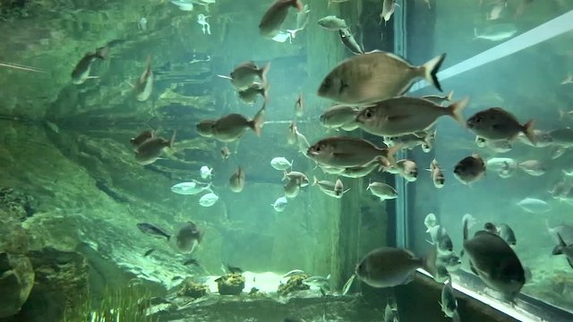Fische im Aquarium