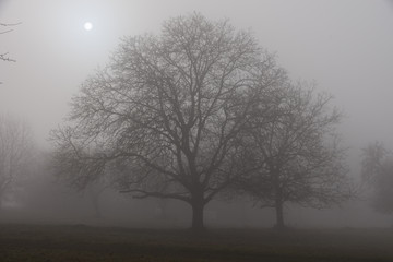 Sonne über einem Baum im Dezember Nebel