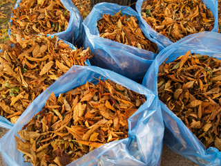 Collecting autumn leaves.