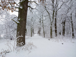 Park in winter.