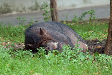 Pig / View of young pig sleeping. Shallow depth of field.