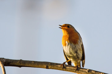 Robin