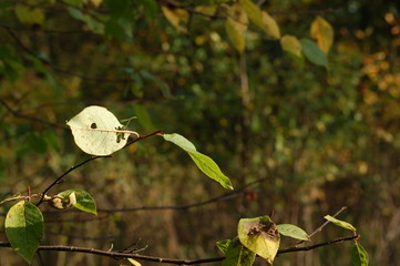 Spring, summer, molnechny day. The plants in the foreground, the background is blurred.