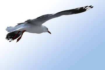 Sea gull at the beach in Melbourne, Australia