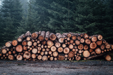 Holz Stapel im Wald