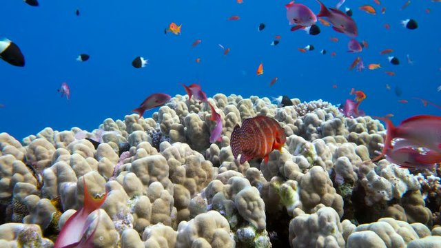 Underwater coral reef with tropical fish in ocean
