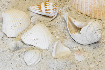 Assortment of tropical shells on warm sandy beach