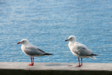 Sea gull at the beach in Melbourne, Australia