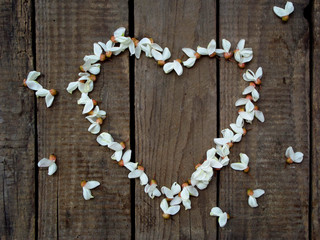 Heart wreath of white acacia blossoming flower petals on dark wooden background