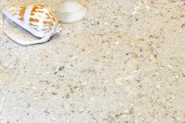 Two tropical shells in top left, sandy beach vacation background