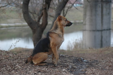 Stray dog on the street in the fall.