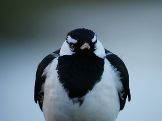 Obraz premium Autralian Magpie-lark
