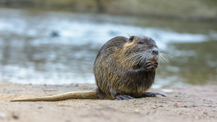 Nutria #03