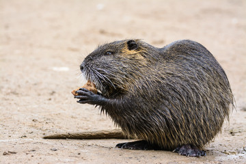 Nutria #01