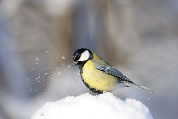 Great tit in snow