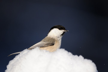 Willow Tit in snow