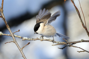 Flapping wings Willow Tit in snow