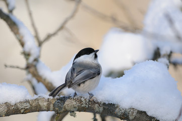 Perching Willow tit