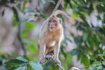 Monkey sitting on a tree