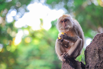 Thoughthul monkey siting on rock and eating corn
