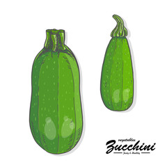 Colored zucchini in sketch style