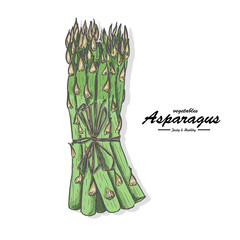 Colored asparagus in sketch style