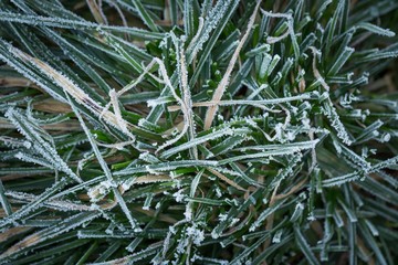 Frosted grass in close up.