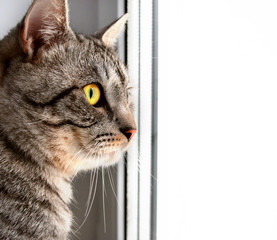 Grey tabby cat sitting on window and looking somewhere, with space for text