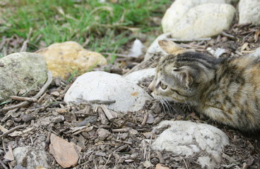 chaton, curieux en observation dans le jardin