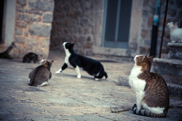 Playful cats in old Europe town waiting for food in vintage style