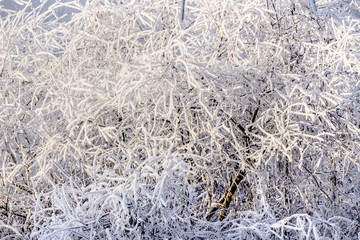 trees covered with snow in winter forest