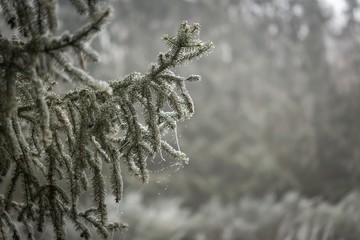 Spruce tree branch with rime