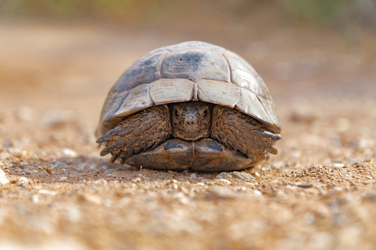 Tortoise Turtel Reptile