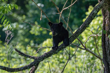 BLACK BEAR CUBS