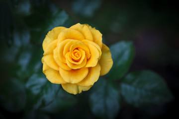 Single beautiful yellow rose on a natural dark green background - Powered by Adobe