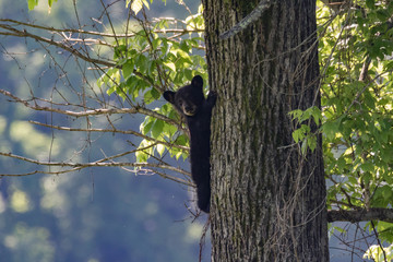 BLACK BEAR CUBS © Robert