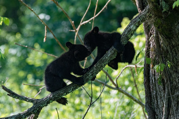 BLACK BEAR CUBS