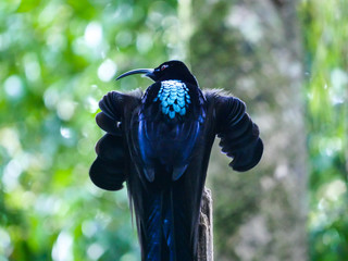 Black Sicklebill