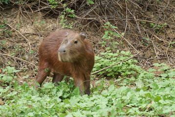 The Pampas (outside Rurrenabaque), Bolivia