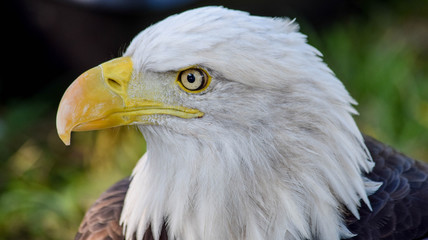 Eagle Eye 