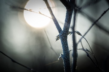 Close up of withered tree twig with rime