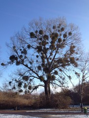 Fototapeta na wymiar mistletoe on a tree